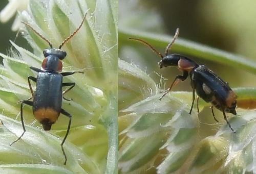 Réf. 154 810 : Axinotarsus marginalis