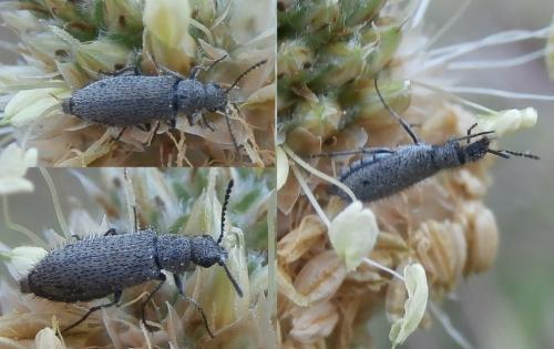 Dasytes subaeneus