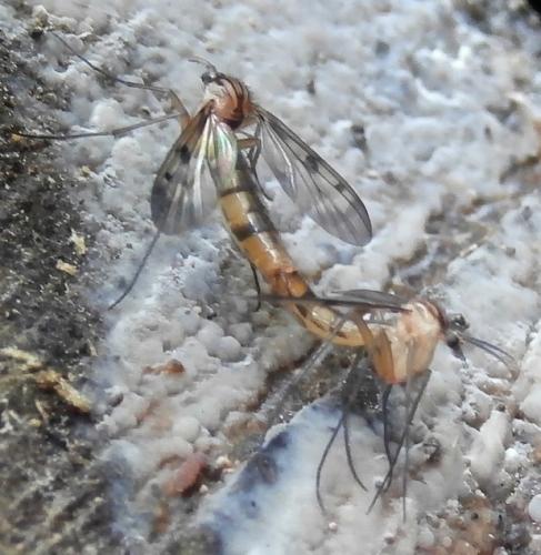 Neoempheria sp.