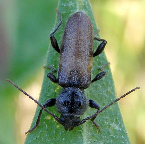 Réf. 154 661 : Hylotrupes bajulus