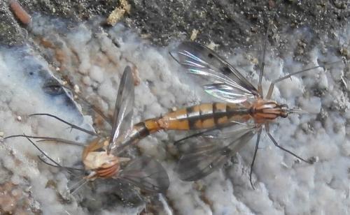 Neoempheria sp.