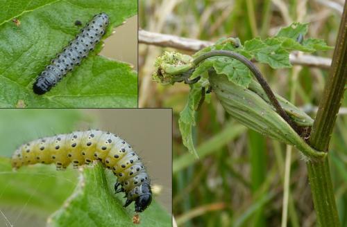 Depressaria radiella