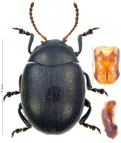 Réf. 154 353 : Chrysolina haemoptera