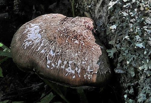 Cis punctulatus