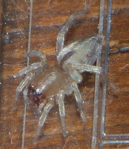 Porrhoclubiona leucaspis