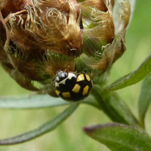 Réf. 154 304 : Coccinula quatuordecimpustulata