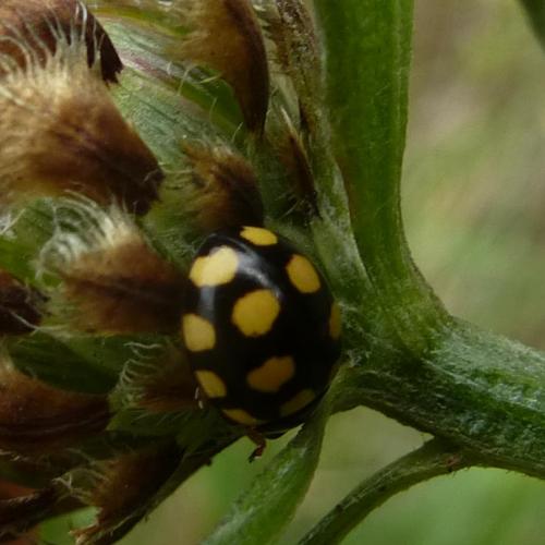 Réf. 154 305 : Coccinula quatuordecimpustulata