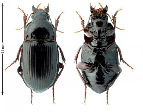 Amara equestris