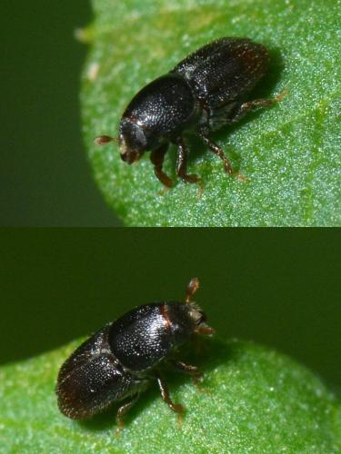 Scolytus sp.
