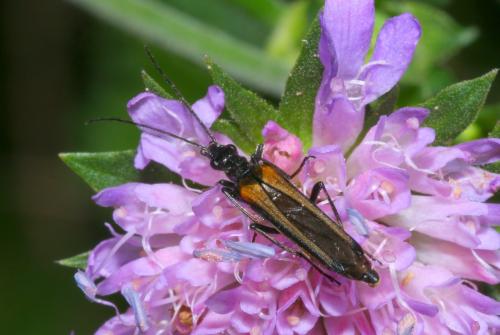 Réf. 154 991 : Oedemera pthysica