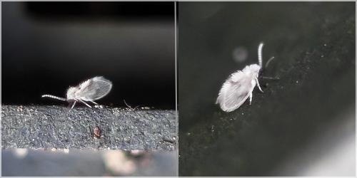Psychoda surcoufi