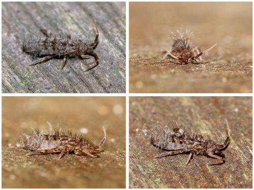 Réf. 154 686 : Orchesella villosa