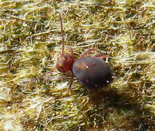 Dicyrtoma fusca