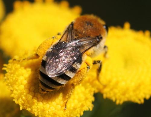 Colletes (fodiens-similis)