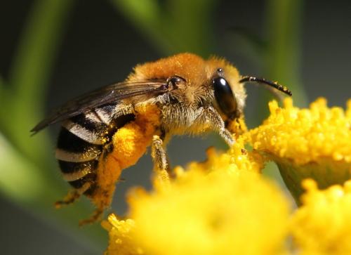 Réf. 154 790 : Colletes (fodiens-similis)