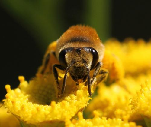Réf. 154 791 : Colletes (fodiens-similis)