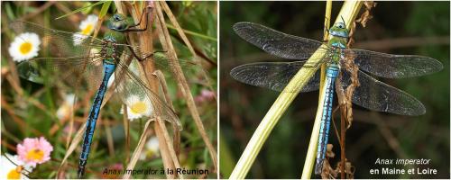 Anax imperator