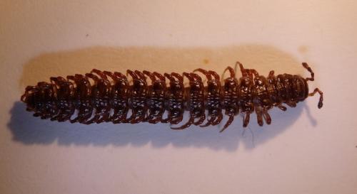 Polydesmus coriaceus