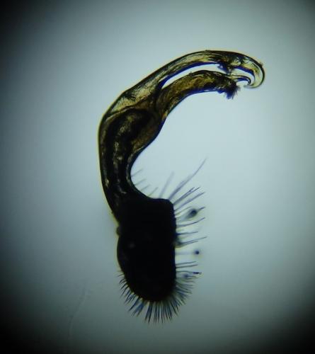 Polydesmus coriaceus