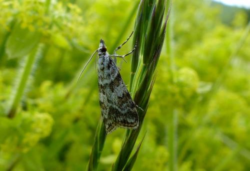 Réf. 154 701 : Scoparia pyralella