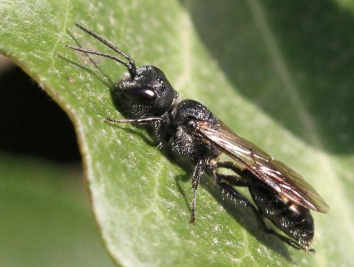 Pemphredon lugubris