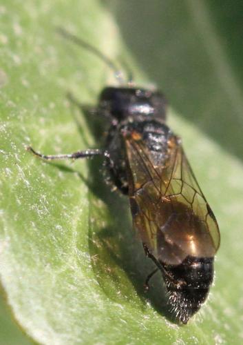 Pemphredon lugubris