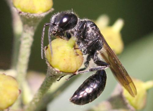 Pemphredon lugubris