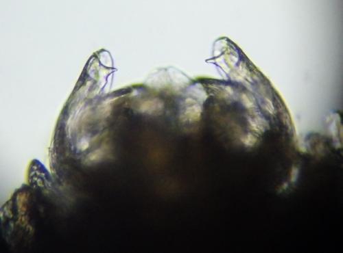 Anthogona variegata