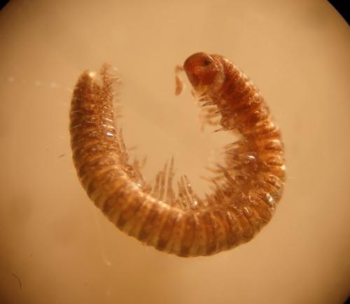 Réf. 154 663 : Anthogona variegata