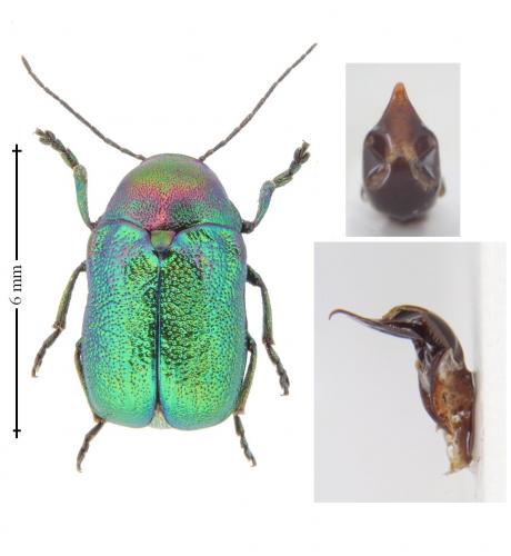 Cryptocephalus aureolus