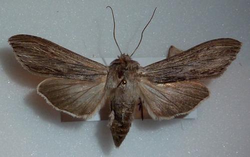 Cucullia sp.