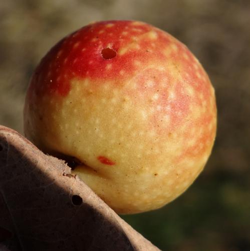 Réf. 154 946 : Cynips quercusfolii
