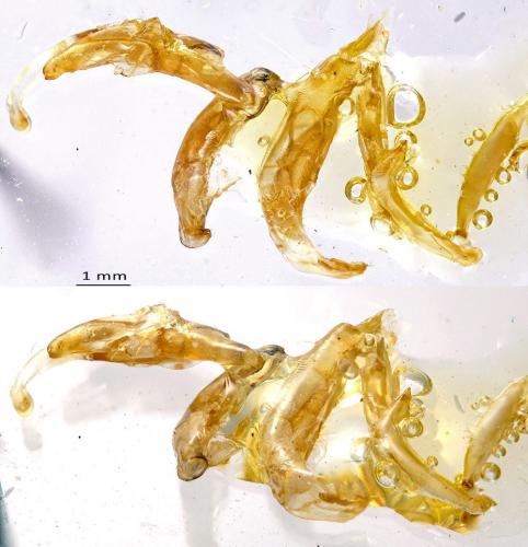 Réf. 154 445 : Lacon punctatus