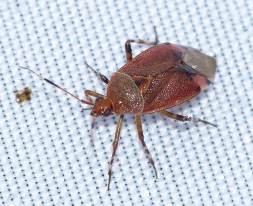 Réf. 154 369 : Deraeocoris olivaceus
