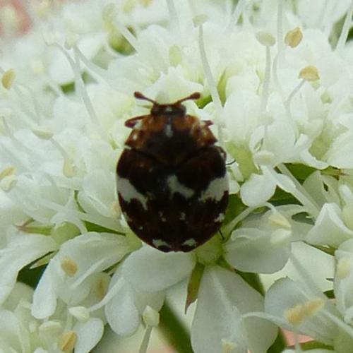 Réf. 154 376 : Anthrenus sp.