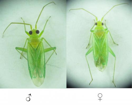 Blepharidopterus diaphanus