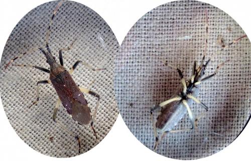 Dicranocephalus albipes