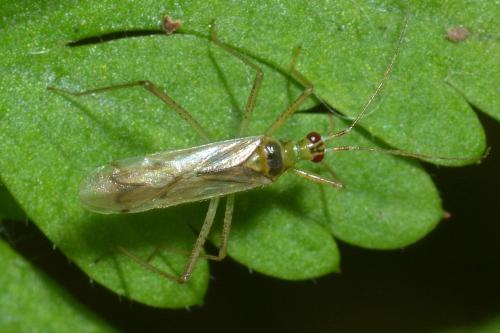 Réf. 154 881 : Dicyphus sp.