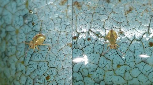 Dicyrtomina ornata