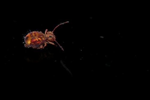 Dicyrtomina ornata