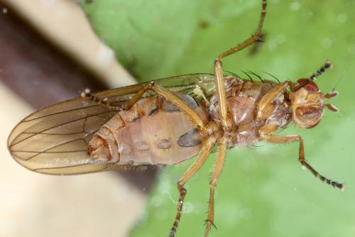 Dryomyza flaveola