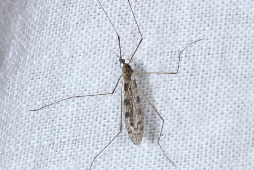Réf. 154 526 : Rhipidia maculata