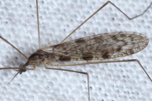 Réf. 154 527 : Rhipidia maculata