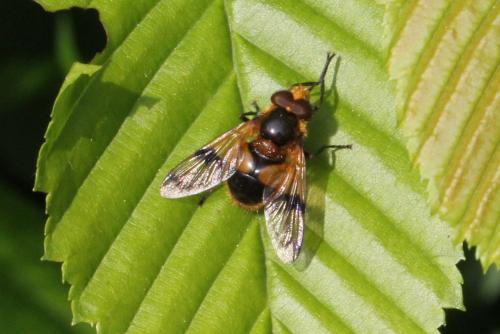 Volucella inflata