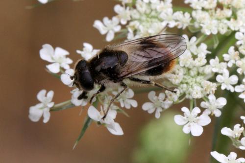 Cheilosia illustrata