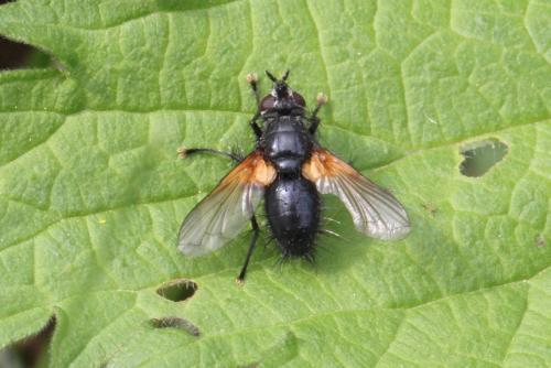 Zophomyia temula
