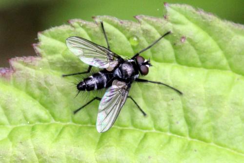 Gastrolepta anthracina