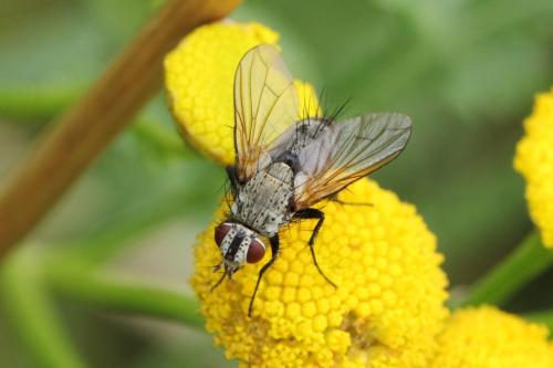 Bithia sp.