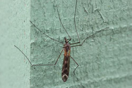 Réf. 154 030 : Tipula winthemi