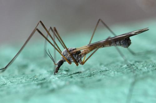 Tipula winthemi